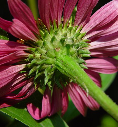 Echinacea purpurea, also known as Coneflower, showcasing vibrant purple blooms and cone-shaped flower heads in a garden setting.