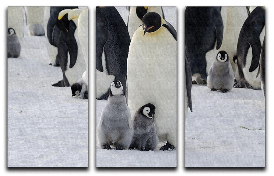 Three-panel canvas print featuring an Emperor penguin parent with its chicks, showcasing vibrant colors and intricate details.