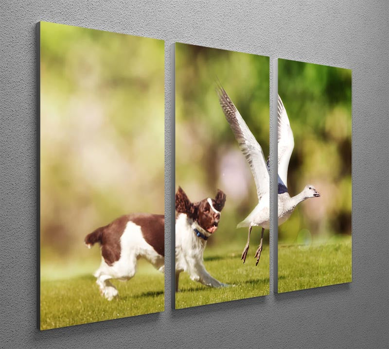 A beautiful 3-panel canvas art featuring an English Springer Spaniel chasing a large Snow Goose, showcasing vibrant colors and dynamic action.