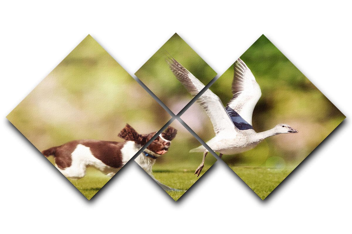 A vibrant 4-square canvas artwork depicting an English Springer Spaniel chasing a large Snow Goose, showcasing dynamic movement and natural beauty.
