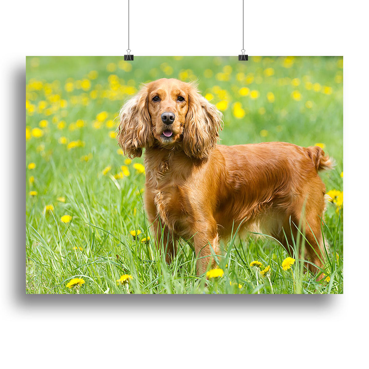 A beautiful canvas print of an English Cocker Spaniel sitting on lush green grass, showcasing its playful and friendly nature.