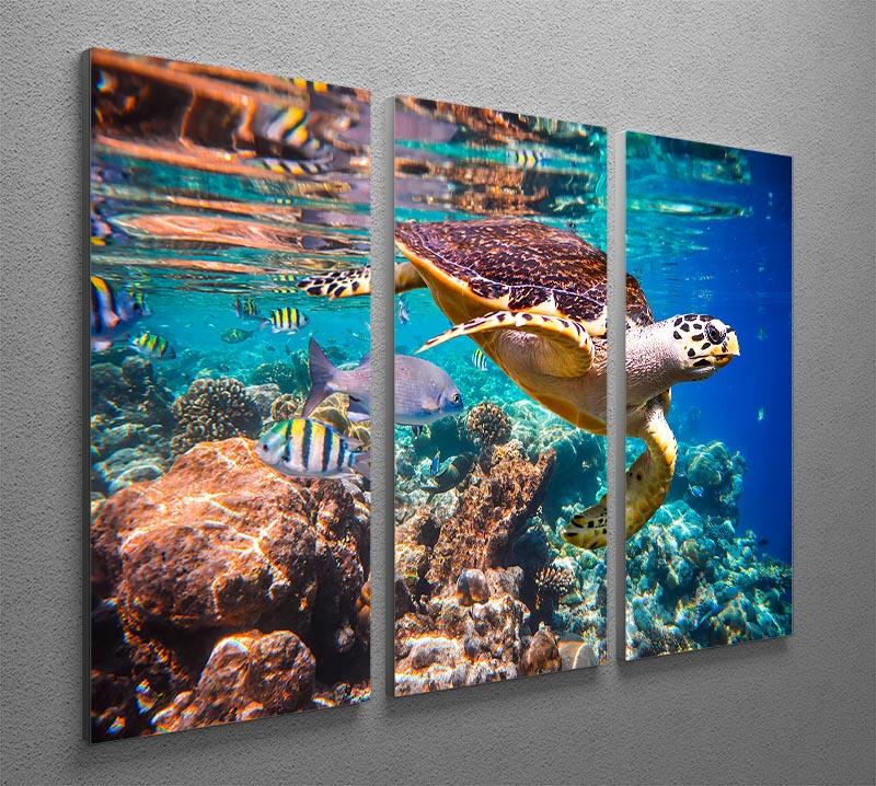 Eretmochelys imbricata 3 Split Panel Canvas Print featuring vibrant marine life artwork on three canvases.