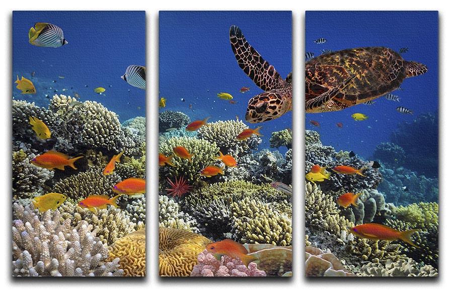 Eretmochelys imbricata 3-panel canvas print featuring a vibrant underwater scene with a hawksbill sea turtle.