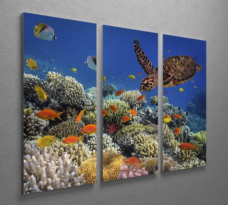Eretmochelys imbricata 3-panel canvas print featuring a vibrant underwater scene with a hawksbill sea turtle.