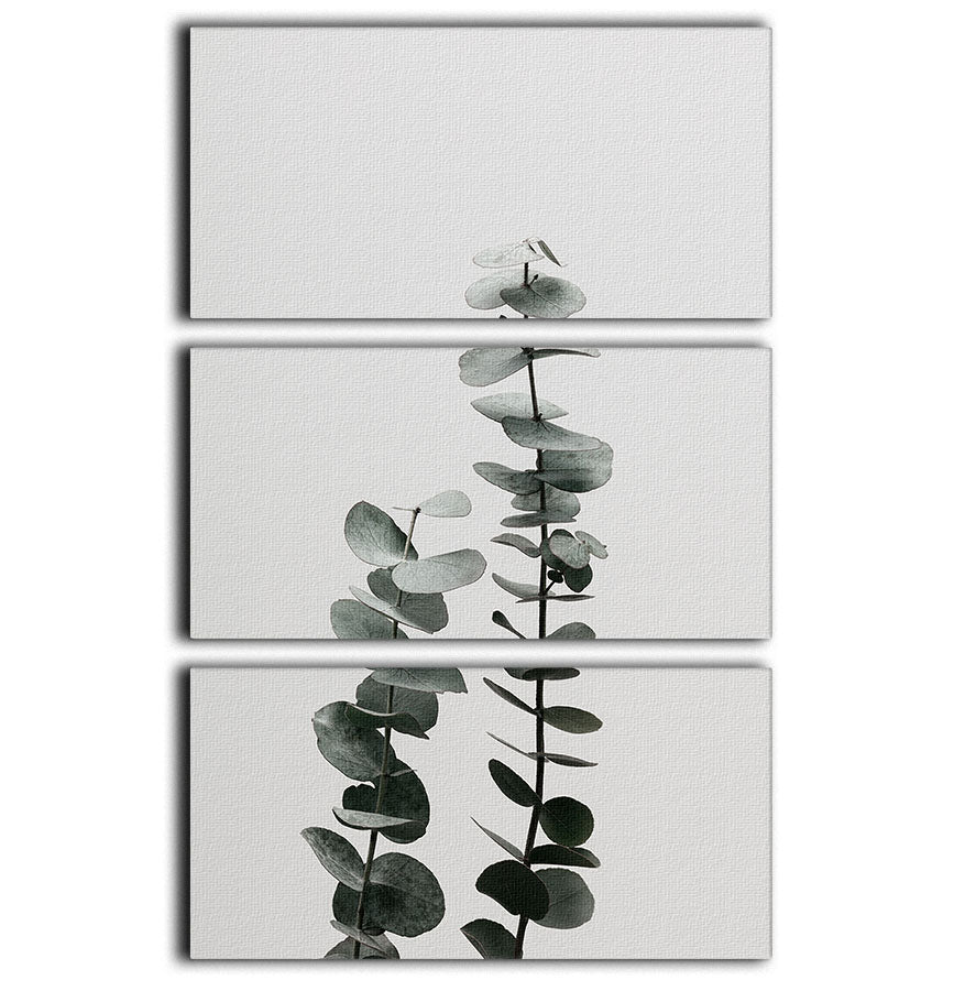 Eucalyptus Natural 03 3 Split Panel Canvas Print featuring lush green eucalyptus leaves on a stylish canvas.