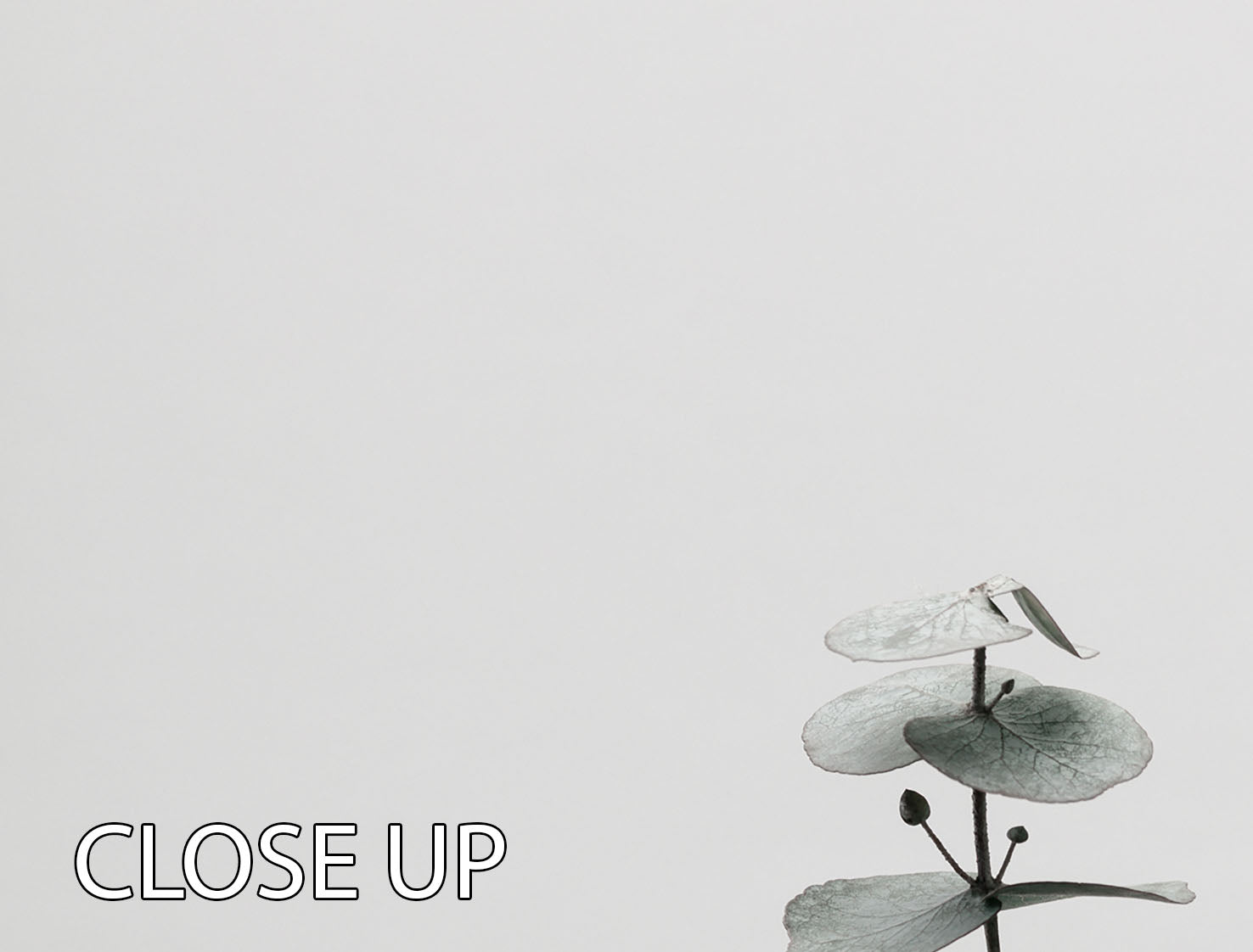 Eucalyptus Natural 03 3 Split Panel Canvas Print featuring lush green eucalyptus leaves on a stylish canvas.