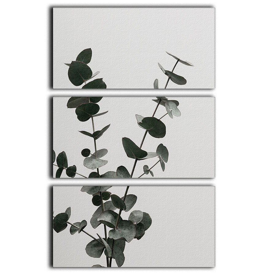 Eucalyptus Natural 04 3 Split Panel Canvas Print featuring serene eucalyptus leaves in a modern design.