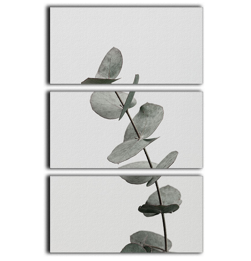 Eucalyptus Natural 3 Split Panel Canvas Print showcasing vibrant green leaves on a textured background.