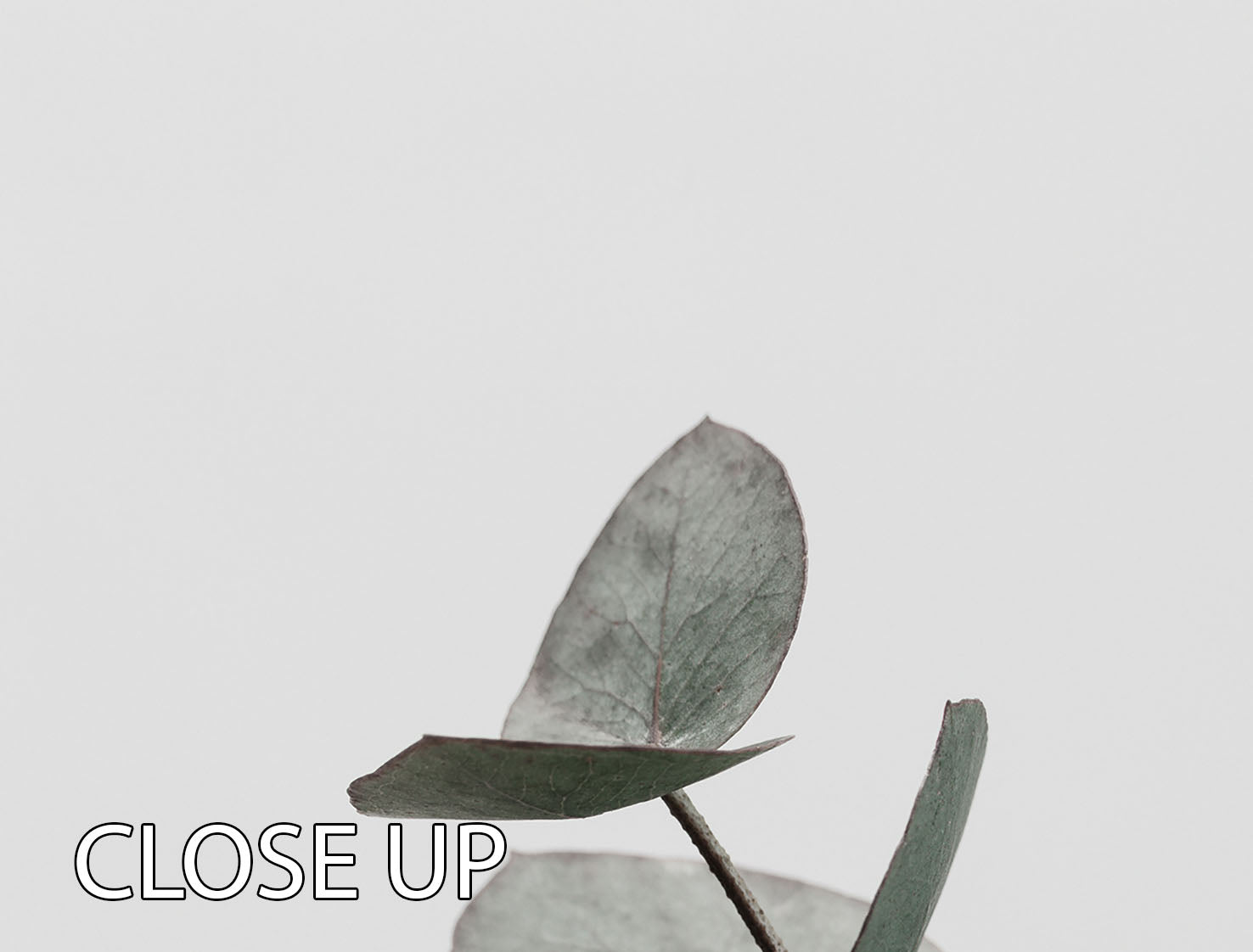 Eucalyptus Natural 3 Split Panel Canvas Print showcasing vibrant green leaves on a textured background.