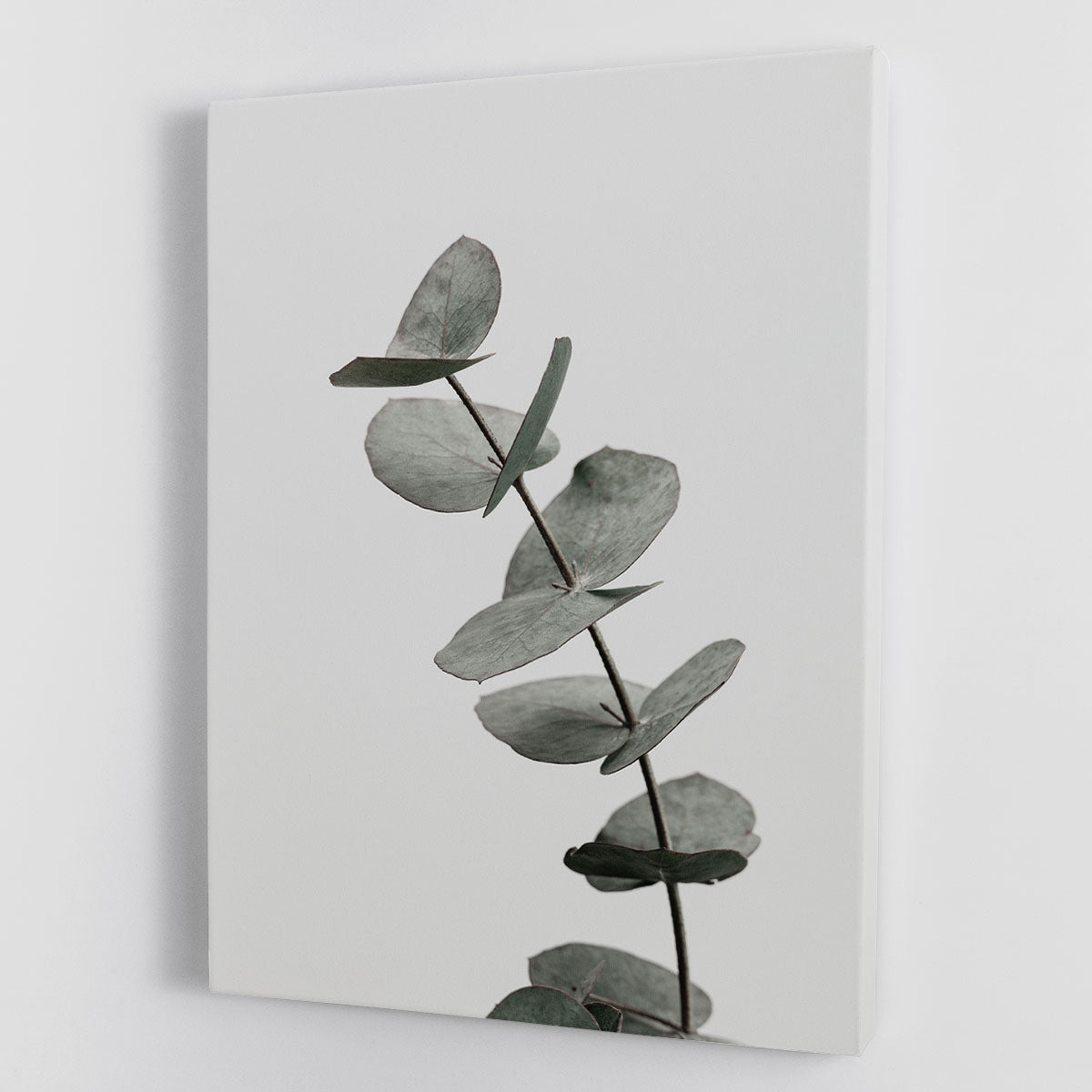 Eucalyptus Natural 06 Canvas Print showcasing detailed eucalyptus leaves on a high-quality canvas, perfect for home decor.