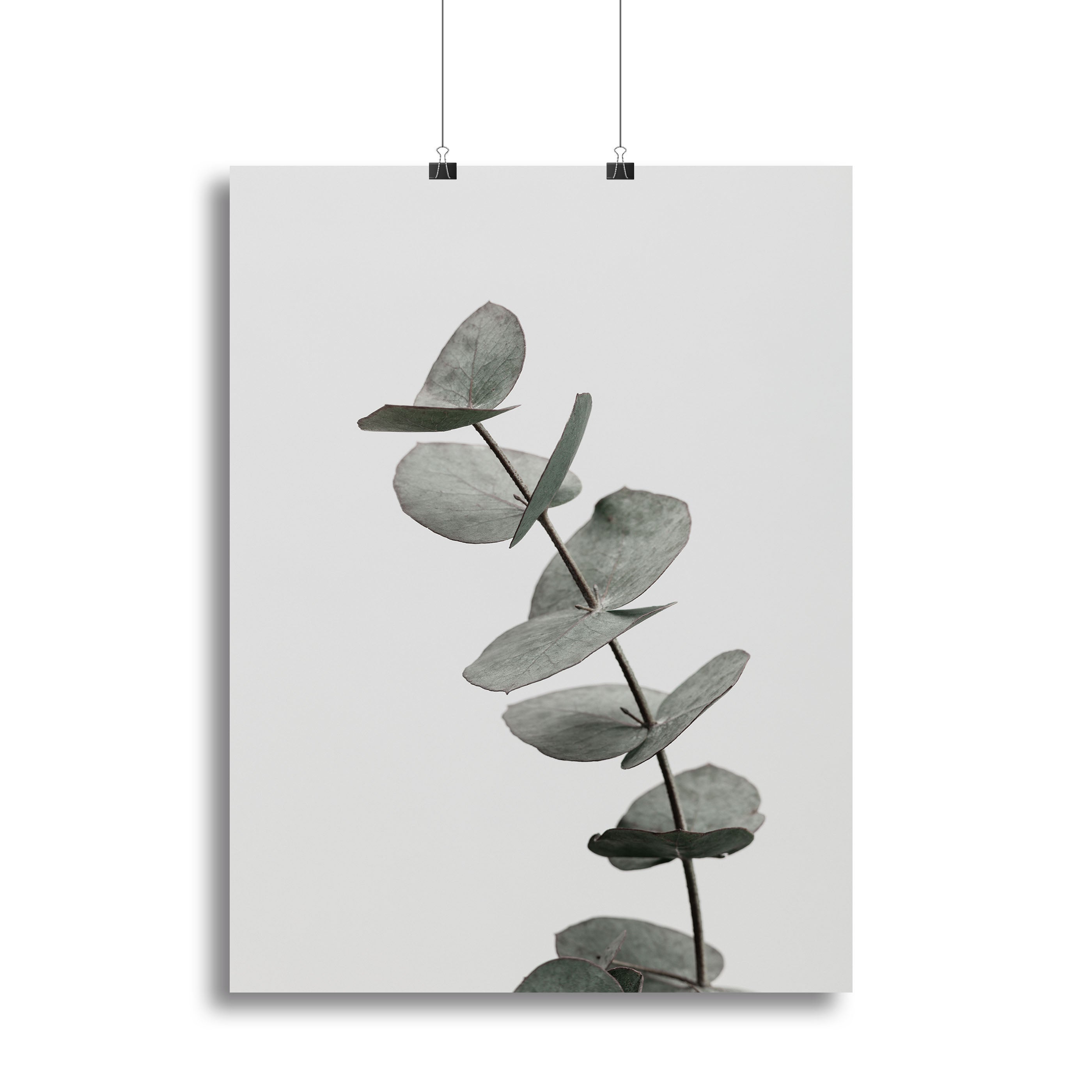 Eucalyptus Natural 06 Canvas Print showcasing detailed eucalyptus leaves on a high-quality canvas, perfect for home decor.