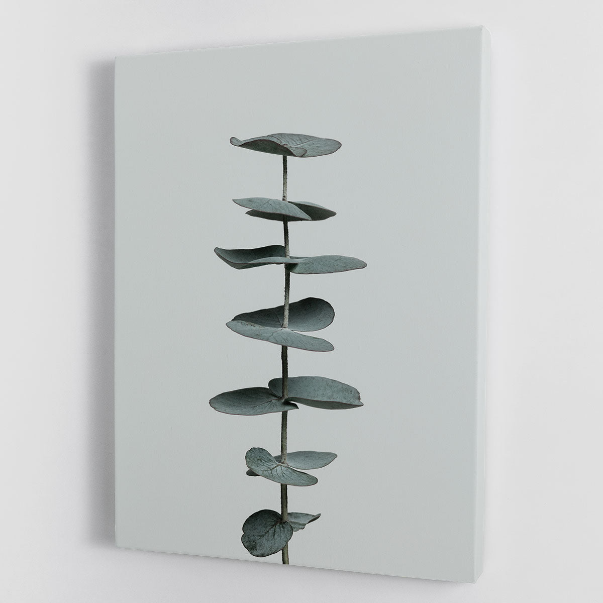 Eucalyptus Natural 09 Canvas Print featuring detailed eucalyptus leaves on a high-quality canvas, perfect for home decor.