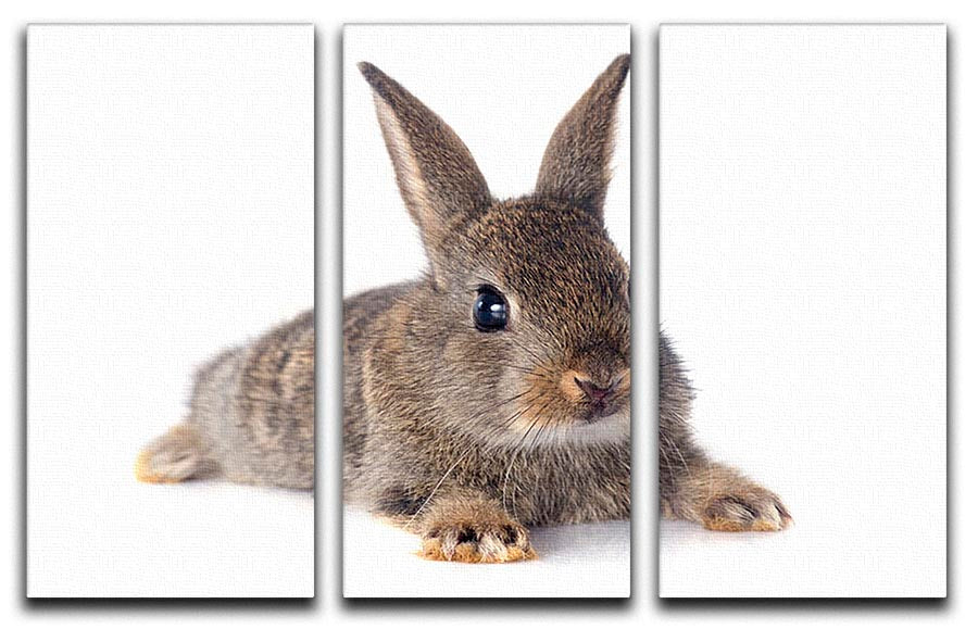 A beautiful 3-panel canvas featuring a European rabbit on a white background, perfect for home decor.