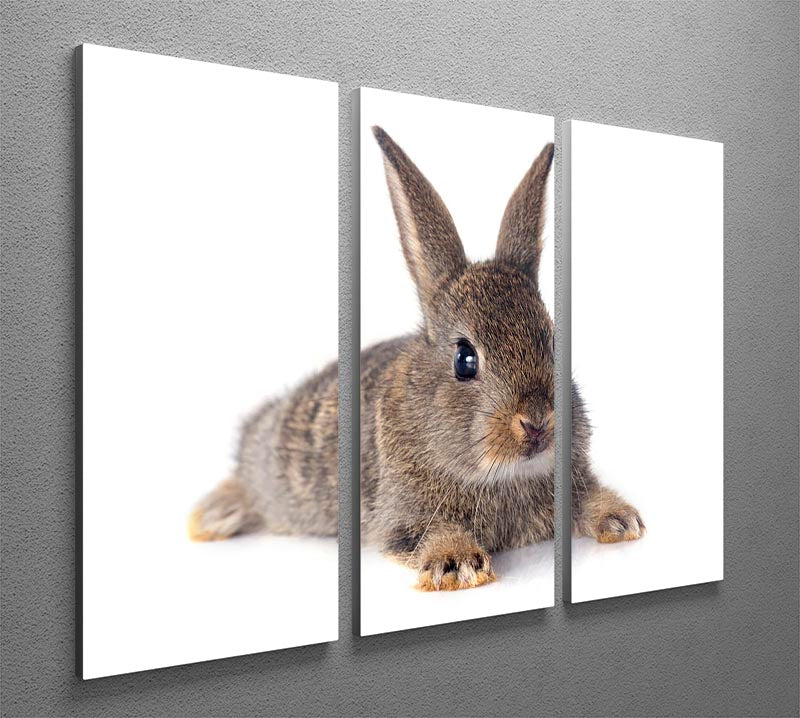 A beautiful 3-panel canvas featuring a European rabbit on a white background, perfect for home decor.