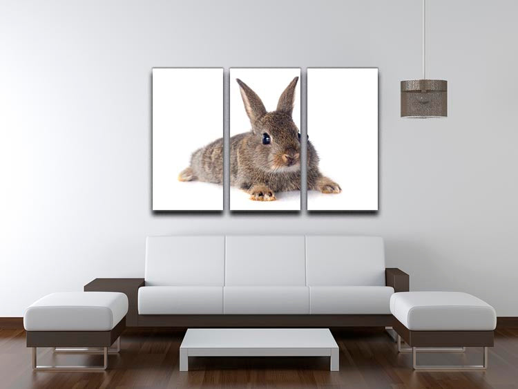 A beautiful 3-panel canvas featuring a European rabbit on a white background, perfect for home decor.