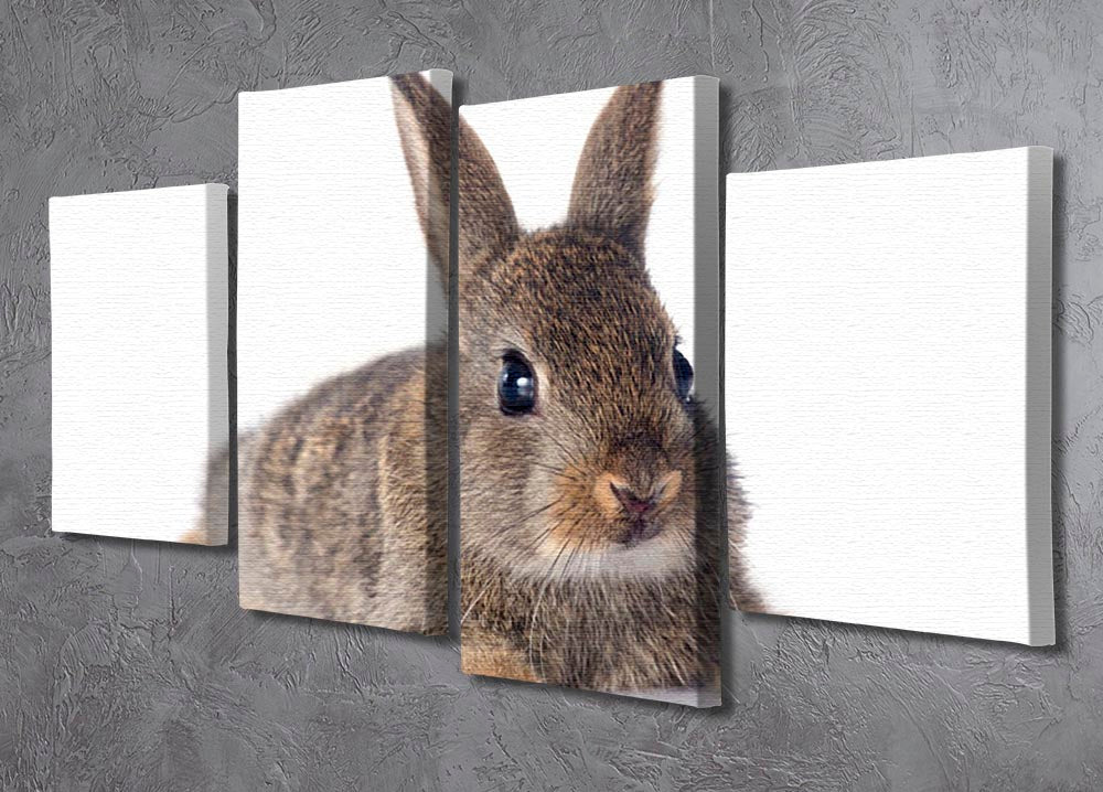 A beautiful 4 split panel canvas featuring a European rabbit, showcasing intricate details and vibrant colors against a white background.