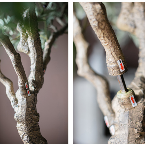 Extra Large Tall Olive Tree standing 118 inches tall, featuring lush green leaves and a realistic design, perfect for home or office decor.