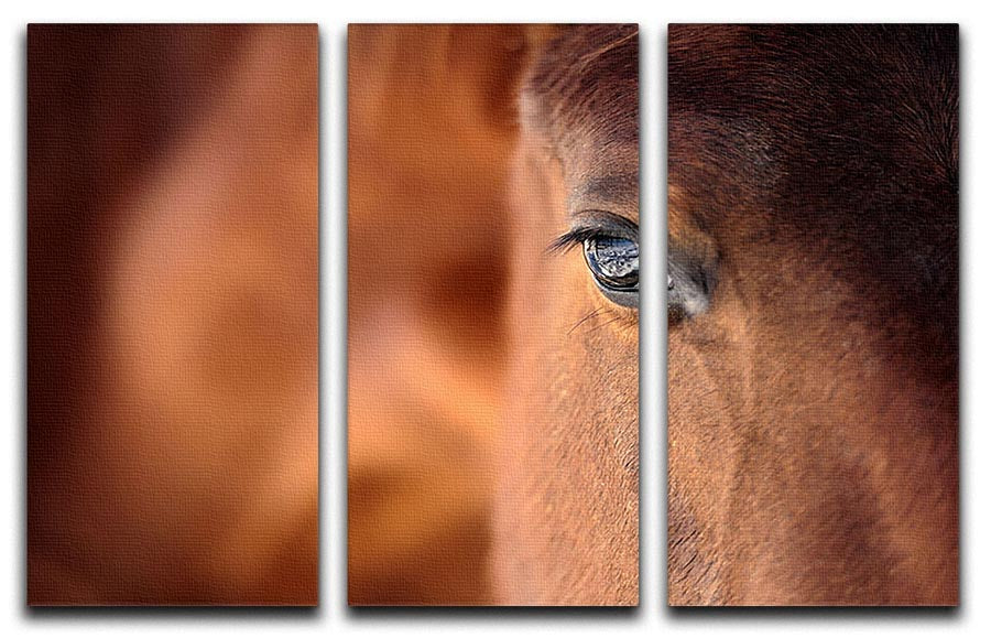 A stunning 3-panel canvas print featuring the Eye of an Arabian bay horse, showcasing intricate details and vibrant colors.