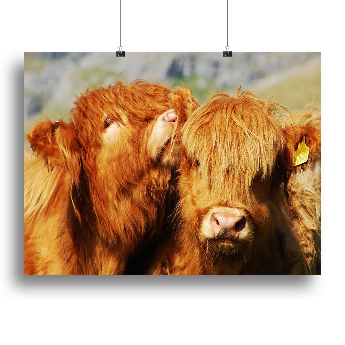 A beautiful canvas print featuring farm cows in a serene rural setting, perfect for home decor.