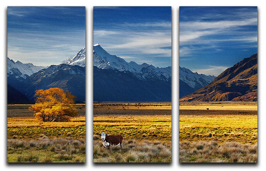 A beautiful 3-panel canvas art depicting grazing cows with Mount Cook in the background, showcasing nature's beauty.