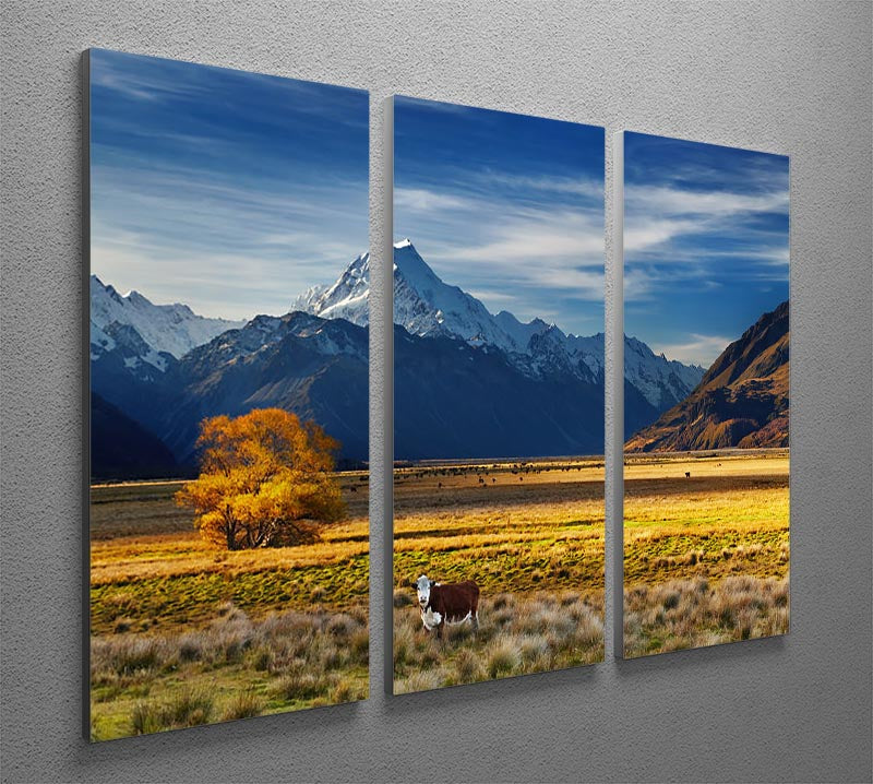 A beautiful 3-panel canvas art depicting grazing cows with Mount Cook in the background, showcasing nature's beauty.
