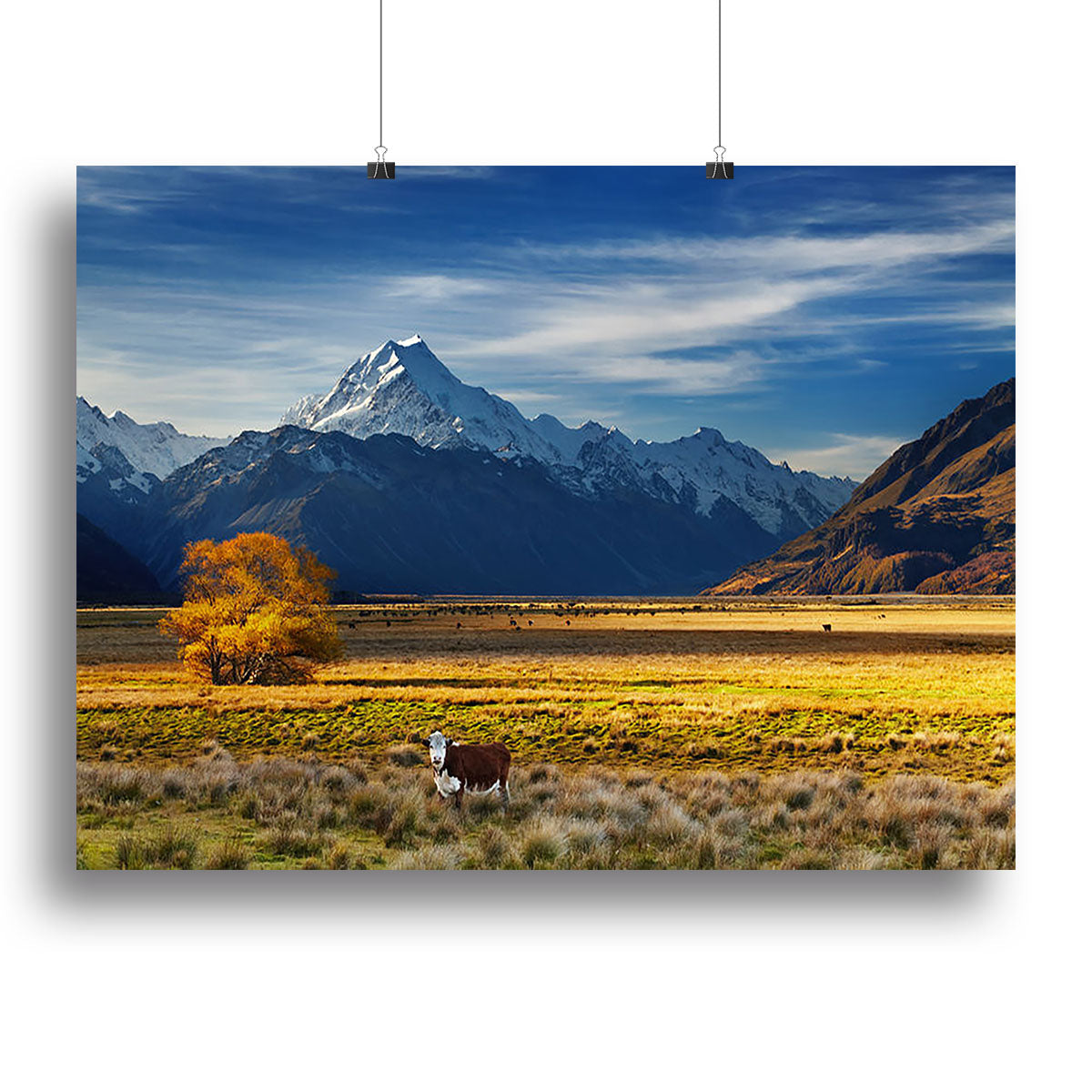 Canvas print featuring a picturesque farmland scene with grazing cows and Mount Cook in the background, showcasing vibrant colors and serene nature.