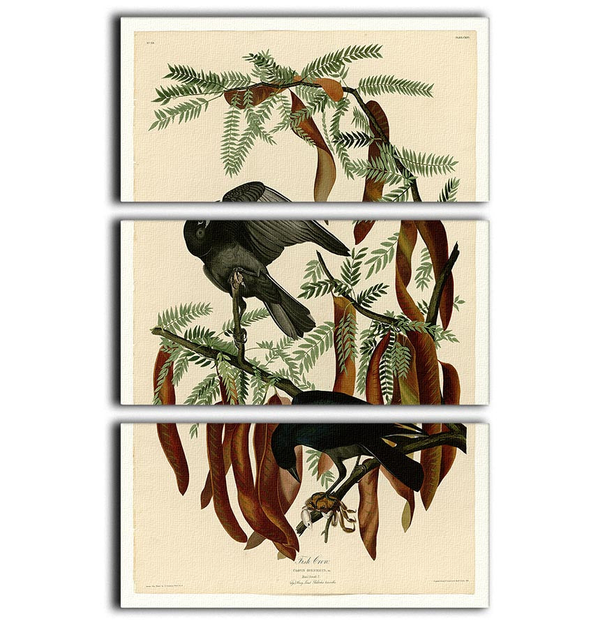Fish Crow by Audubon 3 Split Panel Canvas Print showcasing elegant bird artwork in a modern design.