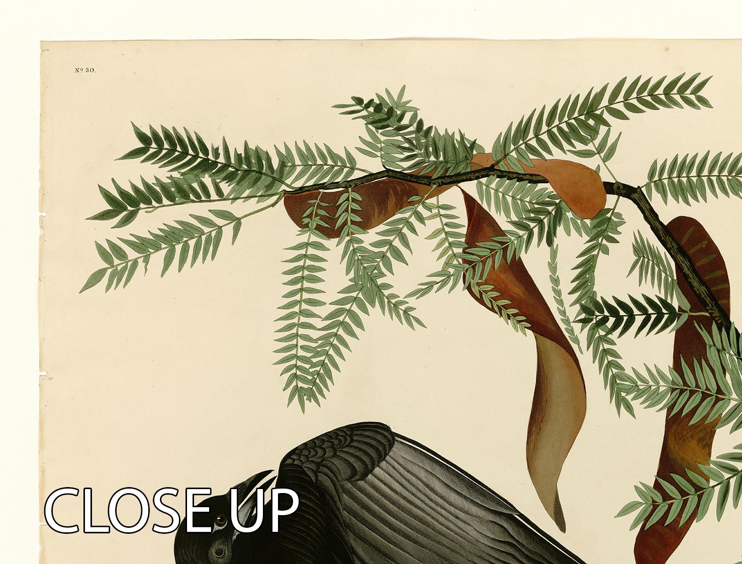 Fish Crow by Audubon 3 Split Panel Canvas Print showcasing elegant bird artwork in a modern design.