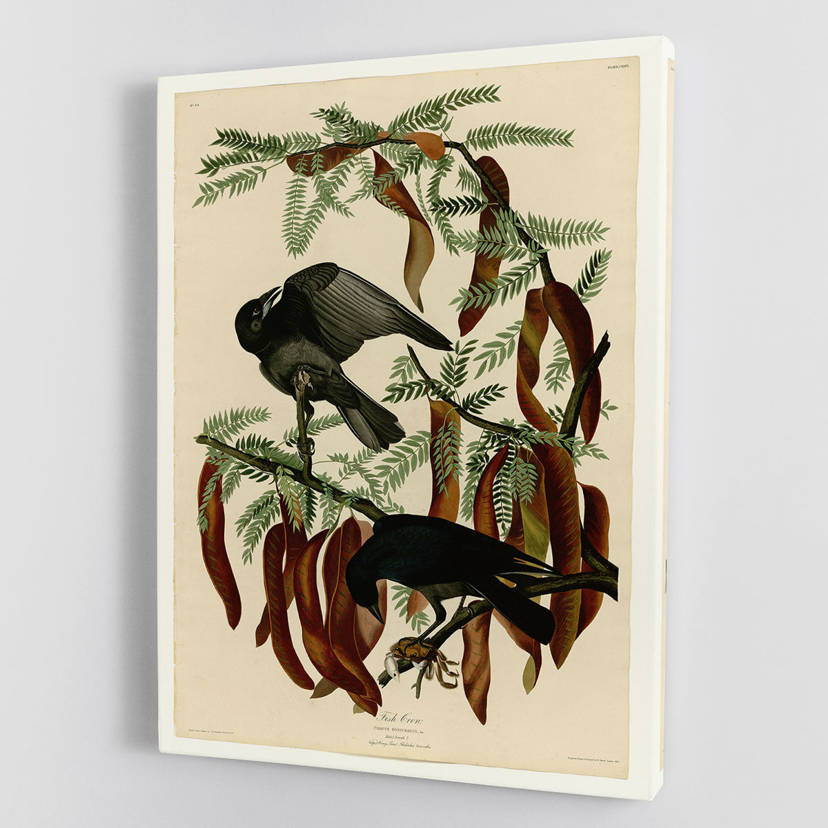 Fish Crow by Audubon canvas print showcasing a detailed and vibrant depiction of the bird in a natural setting.