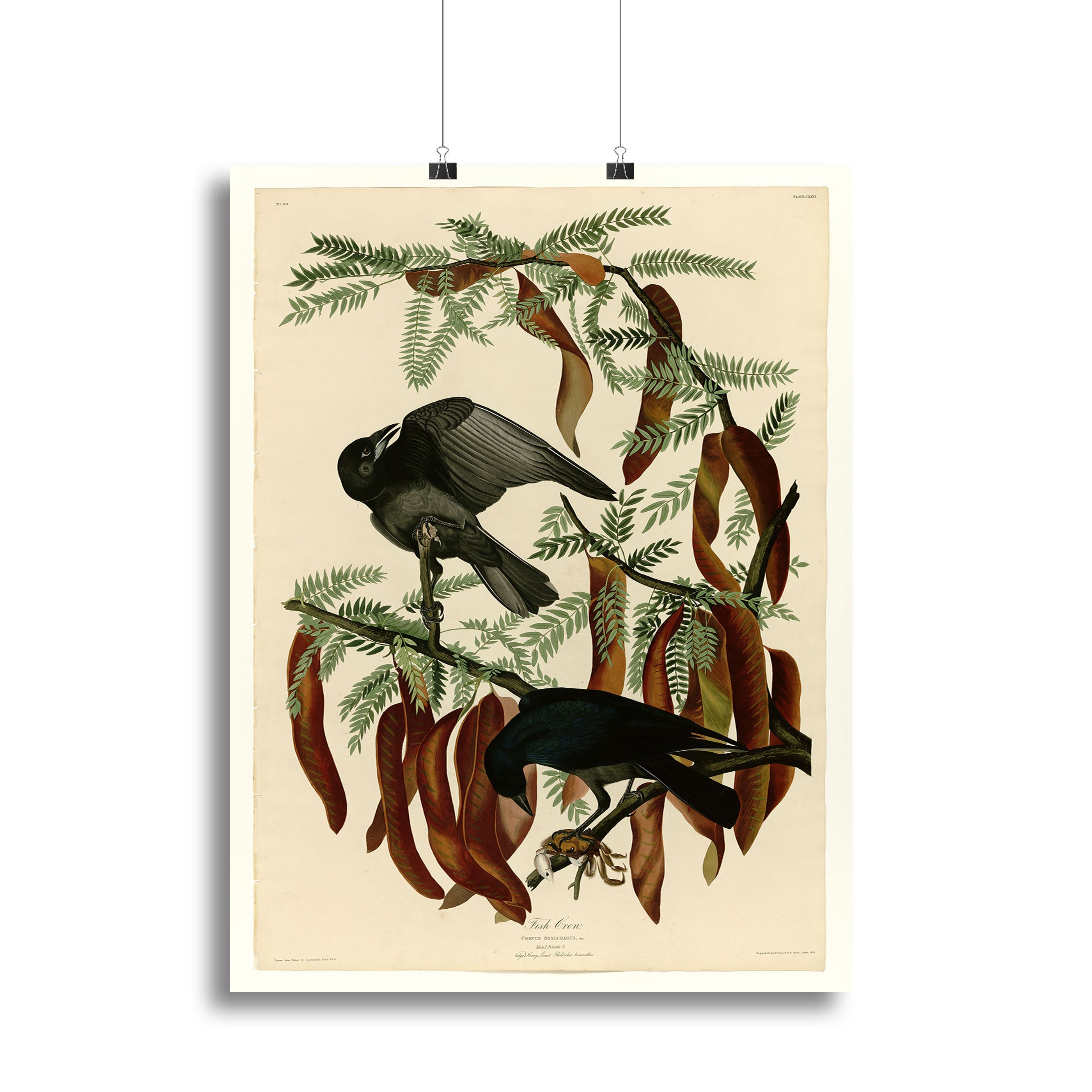 Fish Crow by Audubon canvas print showcasing a detailed and vibrant depiction of the bird in a natural setting.