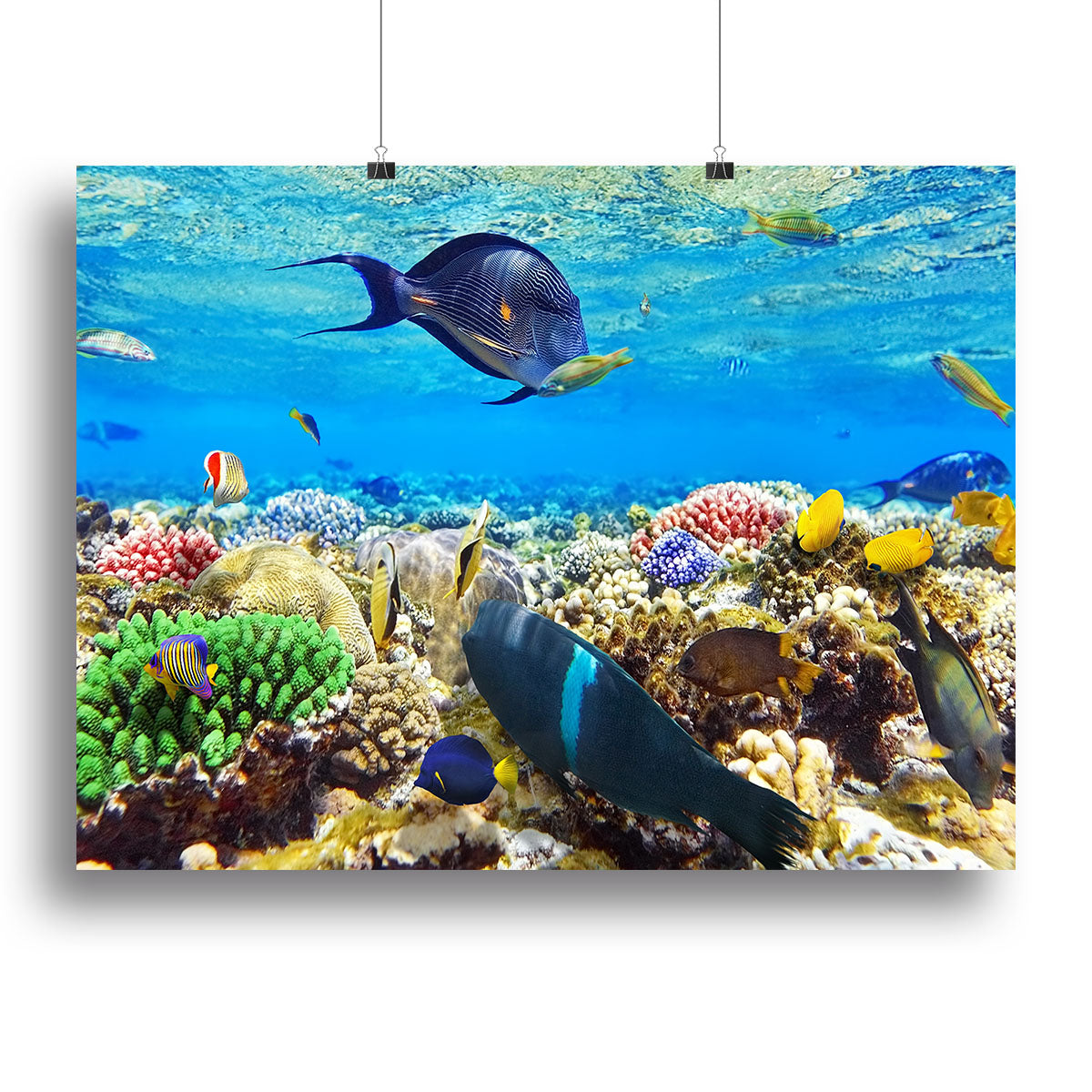 A vibrant canvas print featuring colorful fish swimming in the Red Sea, showcasing marine life and underwater beauty.