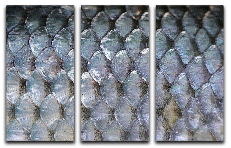 A stunning 3-panel canvas print featuring fish scales design, showcasing vibrant colors and intricate details, perfect for home decor.
