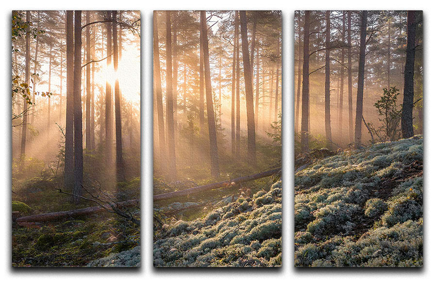 A serene 3-panel canvas art depicting a foggy forest with white moss in the foreground, enhancing any interior space.