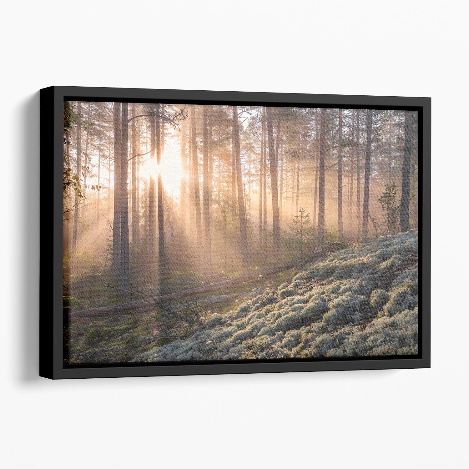 Fog in the forest artwork with white moss in the foreground, elegantly framed in a floating wooden frame.