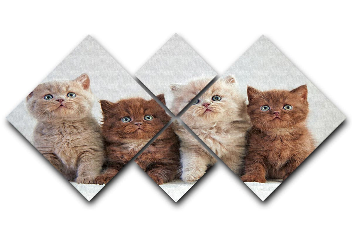 Four square canvas artwork featuring various British kittens, showcasing their playful and charming expressions.