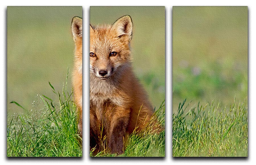 Fox Kit 3 Split Panel Canvas Print featuring three high-quality canvases with vibrant colors and intricate details, perfect for home decor.