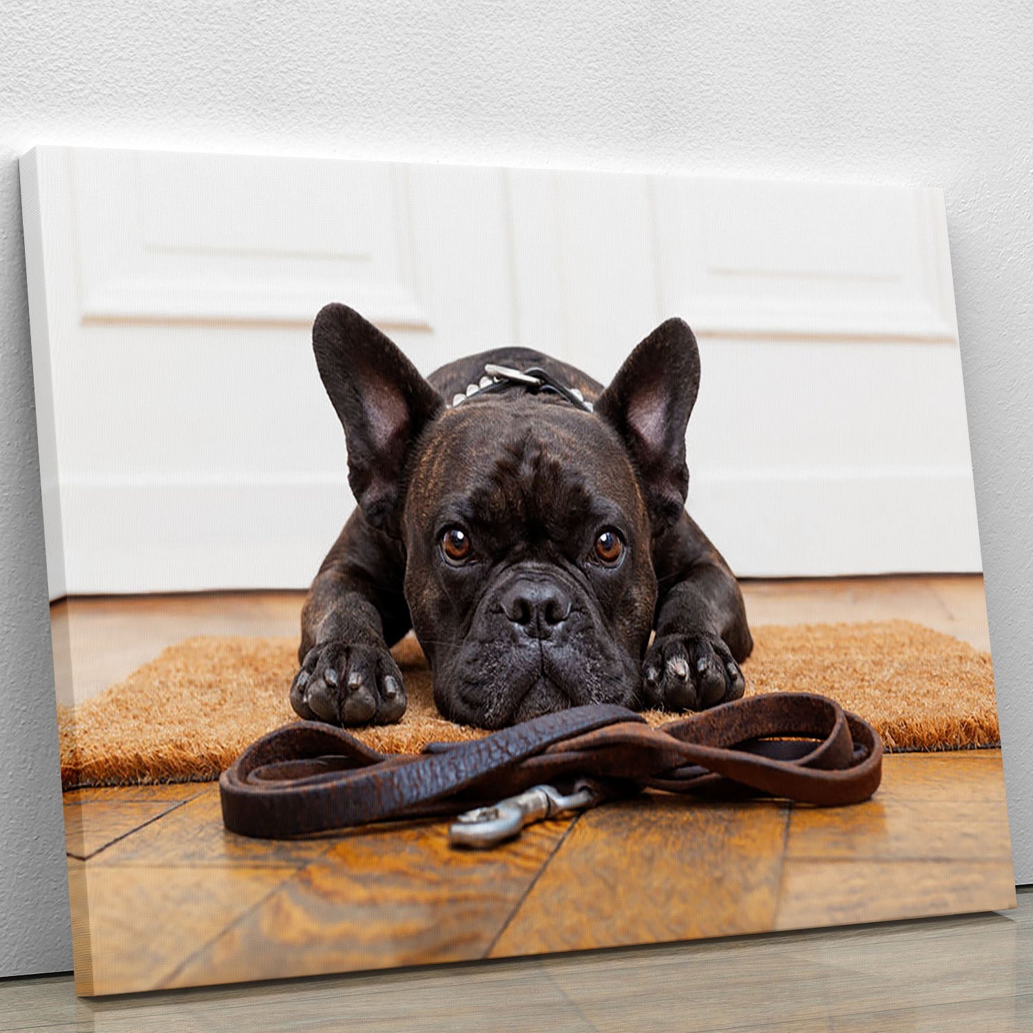 A charming French bulldog sitting patiently, looking up with eager eyes, waiting for its owner to take it for a walk, surrounded by a cozy home environment.