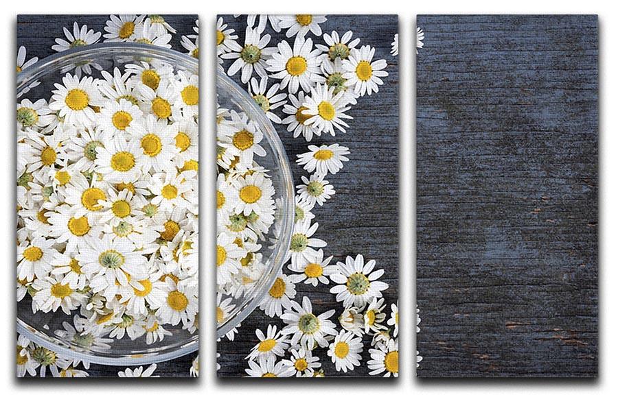 A beautiful 3-panel canvas print featuring fresh medicinal Roman chamomile flowers, showcasing vibrant colors and intricate details.