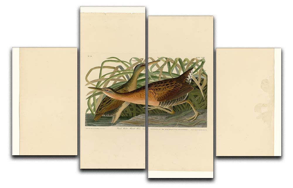 A beautiful 4-split canvas artwork featuring a Fresh Water Marsh Hen, showcasing vibrant colors and intricate details across four panels.