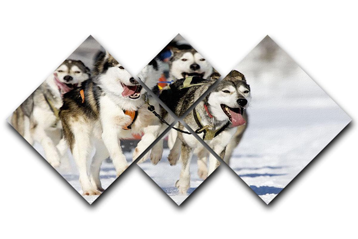 A 4-square multi panel canvas artwork featuring four Siberian Huskies in vibrant colors, showcasing their beauty and charm.