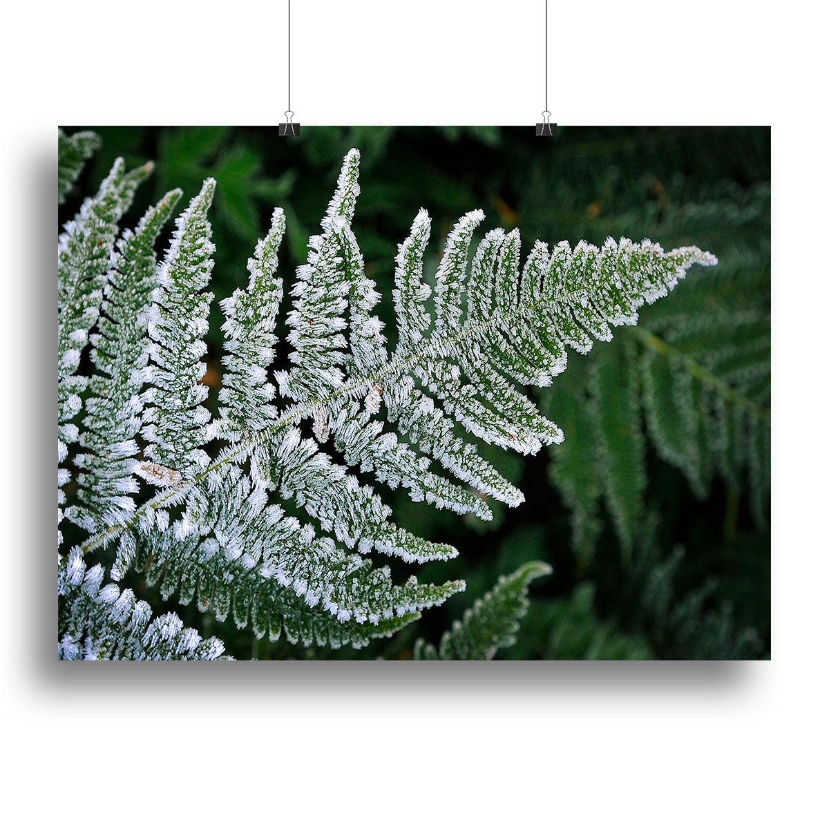 Frosty Fern Canvas Print showcasing intricate fern design on a high-quality canvas, perfect for home decor.