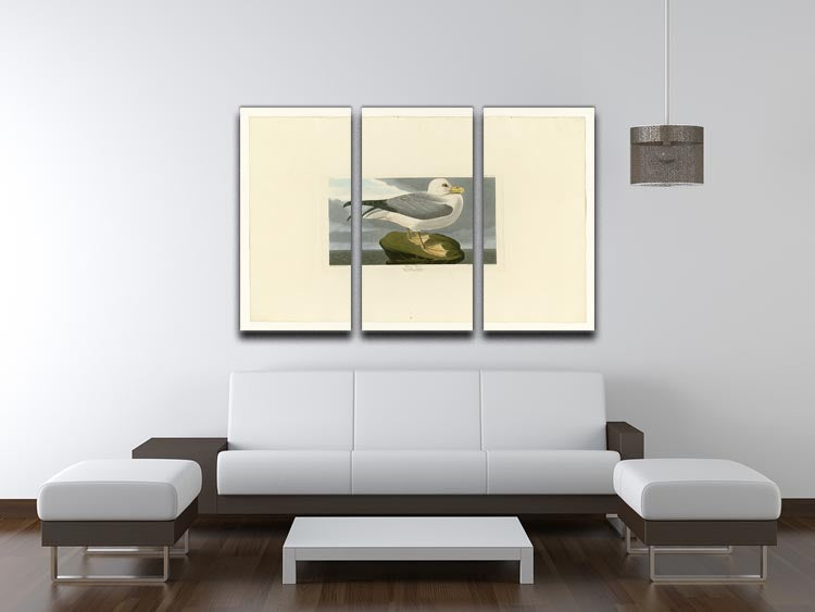 Fulmar Petrel 3-panel canvas print featuring stunning bird artwork, ideal for home decor.