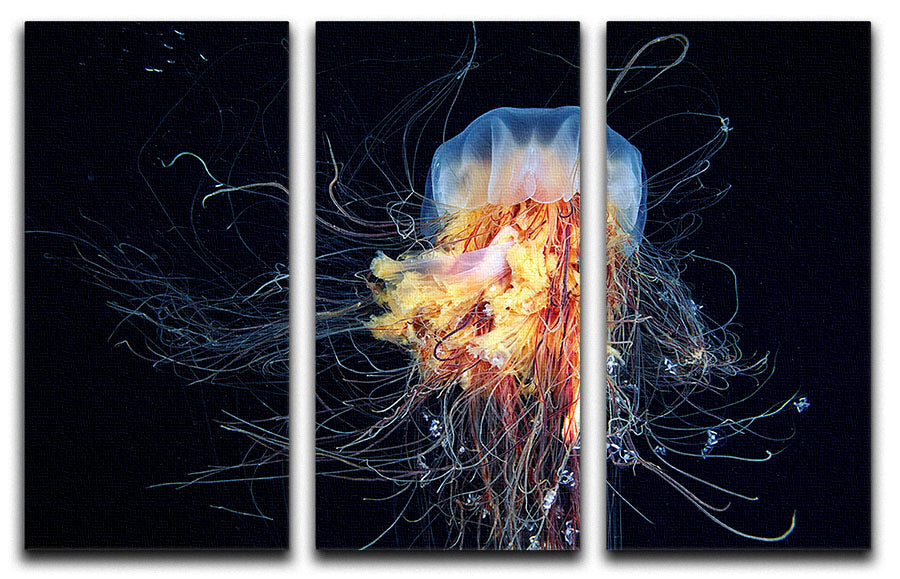 Giant Lion's Mane 3 Split Panel Canvas Print showcasing vibrant colors and intricate details, perfect for home or office decor.