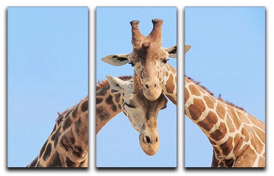 A beautiful 3-panel canvas art featuring a giraffe couple in love against a blue sky background, perfect for home decor.