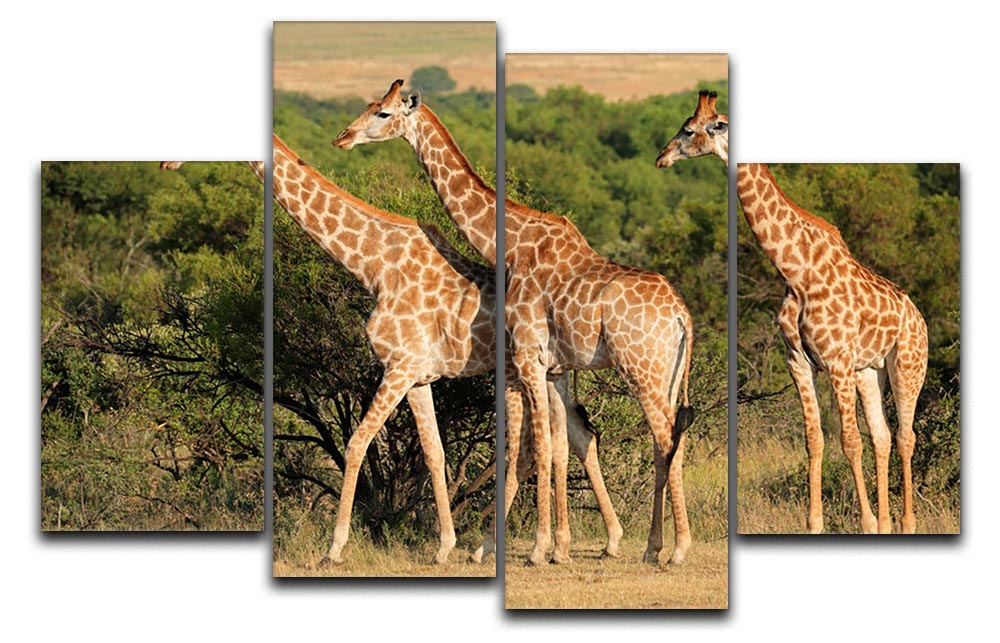 A beautiful 4-split canvas artwork featuring a giraffe in its natural habitat in South Africa, showcasing vibrant colors and intricate details.