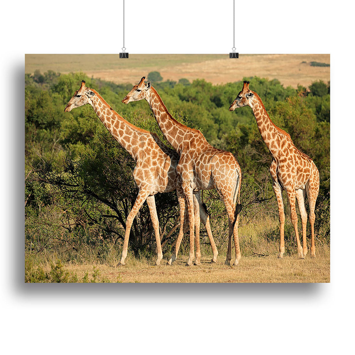 A beautiful canvas print of a giraffe in its natural habitat in South Africa, showcasing vibrant colors and serene landscapes.