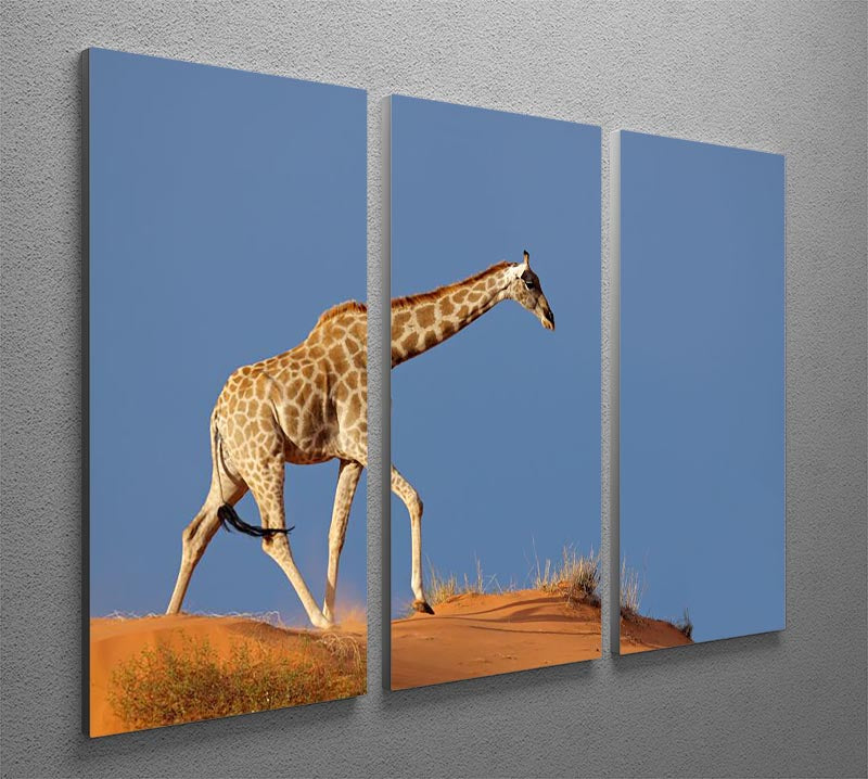 A beautiful 3-panel canvas art depicting a giraffe walking on a sand dune in the Kalahari desert, showcasing vibrant colors and intricate details.