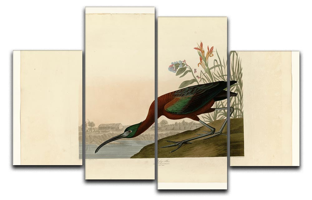 Glossy Ibis artwork displayed on four split canvas panels, showcasing vibrant colors and intricate details.