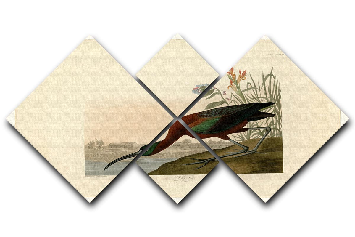 Glossy Ibis multi-panel canvas artwork featuring four square sections, showcasing vibrant colors and intricate details of the bird.