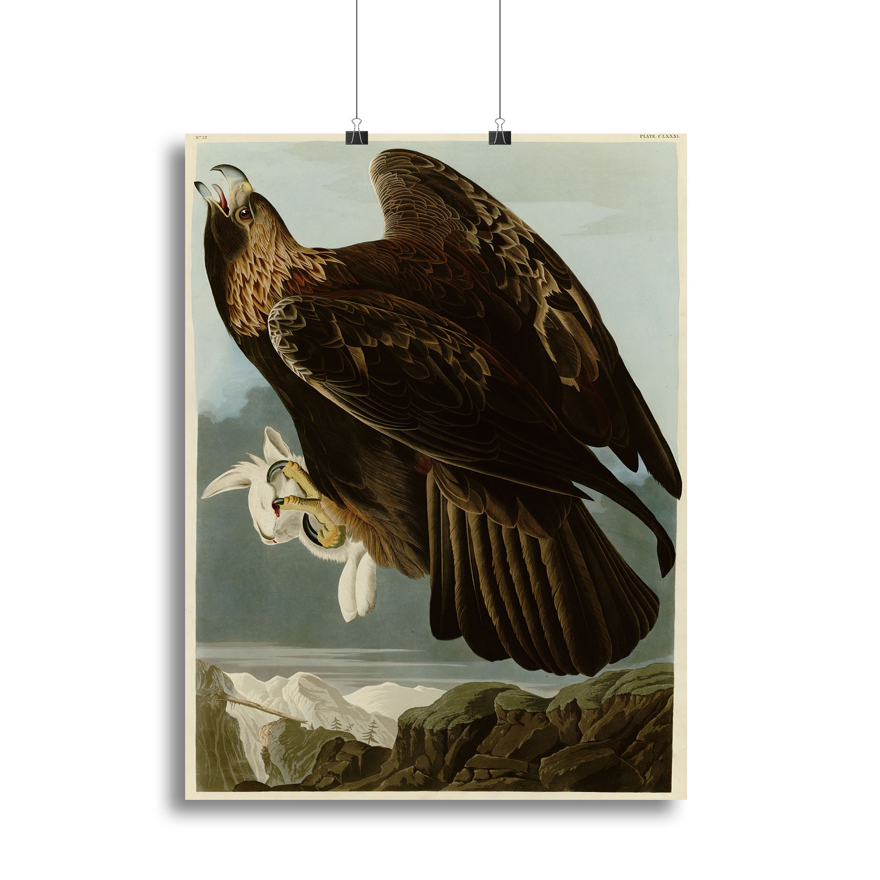 Golden Eagle canvas print showcasing a majestic eagle in flight, beautifully detailed and vibrant colors, perfect for home or office decor.